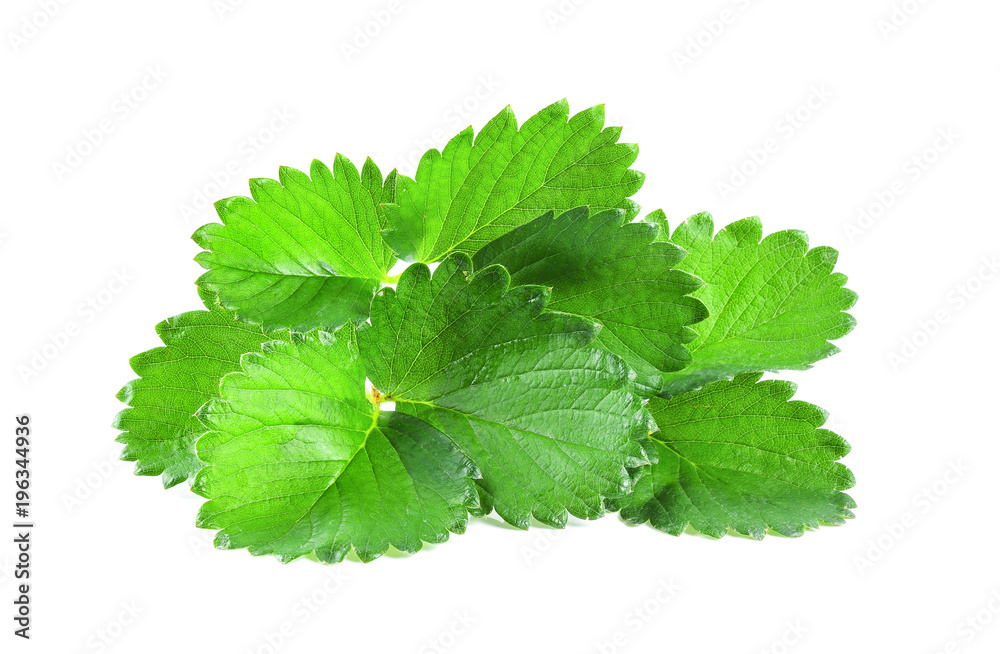 strawberry leaf isolated on white background strawberry leaf isolated on white background