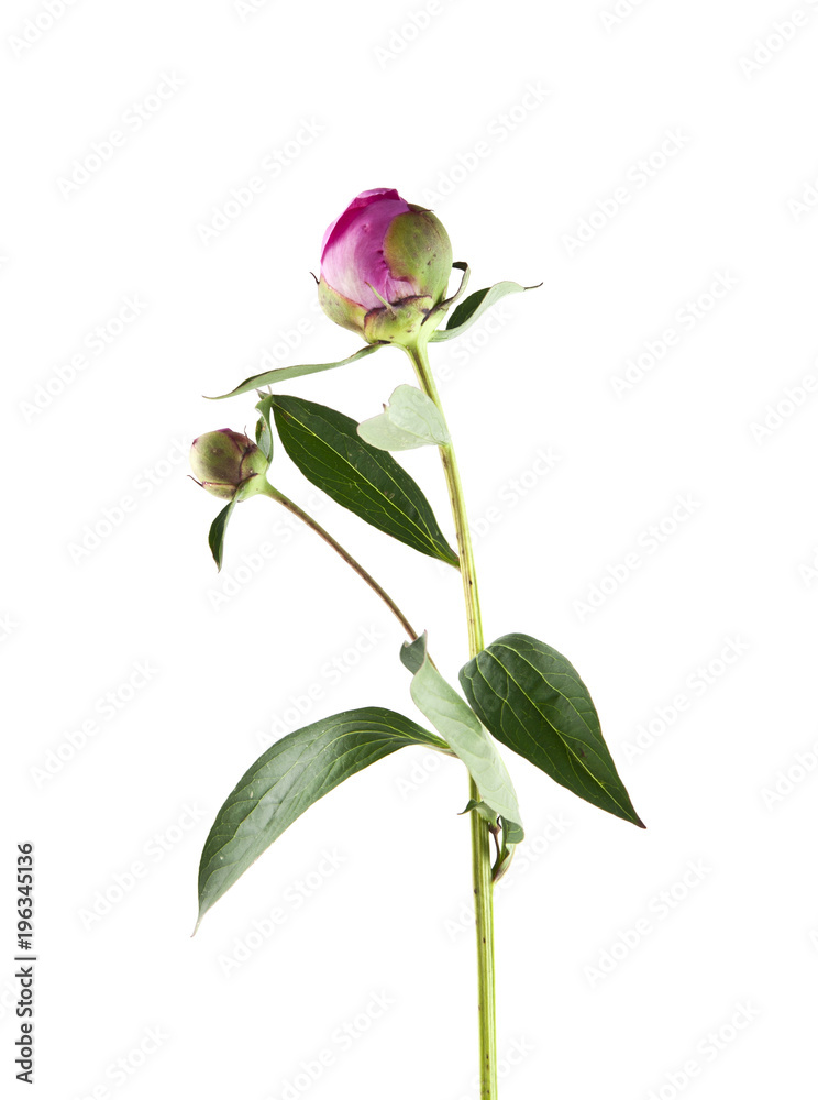 Peony flowers isolated on white background Peony flowers isolated on white background