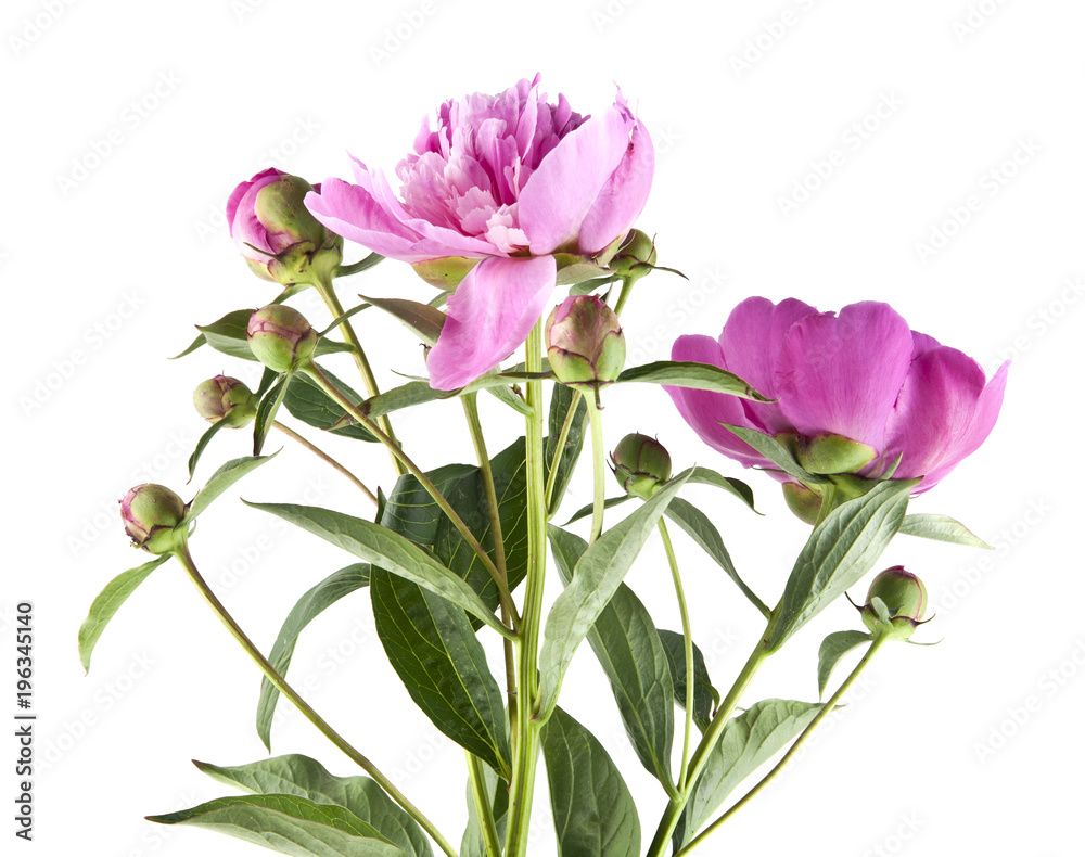 Peony flowers isolated on white background Peony flowers isolated on white background