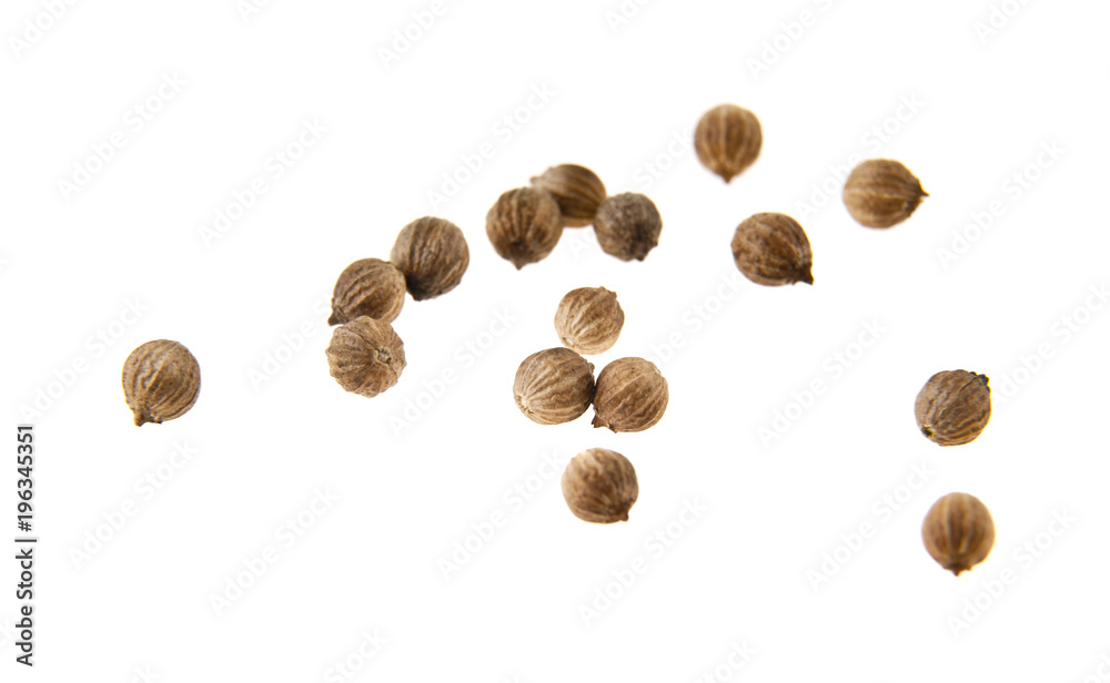 coriander isolated on white background coriander isolated on white background