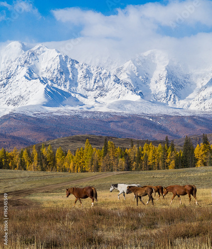 herd of horses In scenery Altai mountains, Altai Republic, Siberia, Russia.
