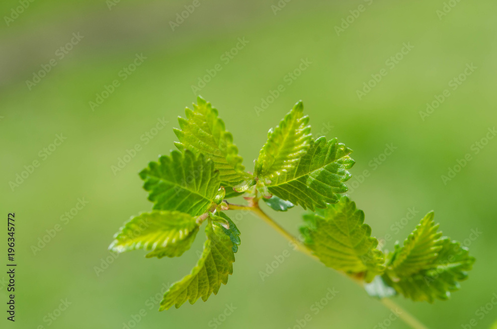 Green leaves on a tree Green leaves on a tree