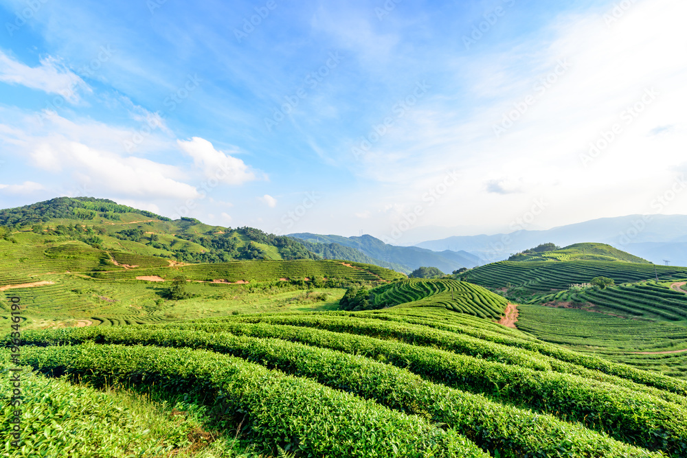 Tea plantation in China