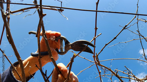 Man pruning grape in a vineyard selective focus on hand