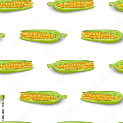 Corn cobs on white background.