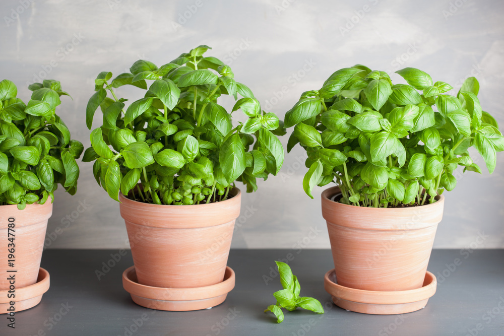 Fototapeta premium fresh basil herb in flowerpot
