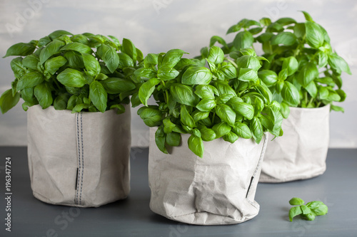 fresh basil herb in paper pot