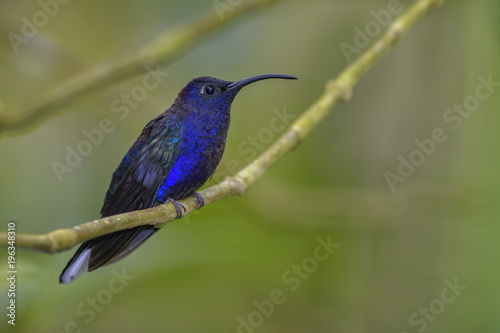 Violet Sabrewing - Campylopterus hemileucurus, beautiful blue hummingbird from Costa Rica La Paz.