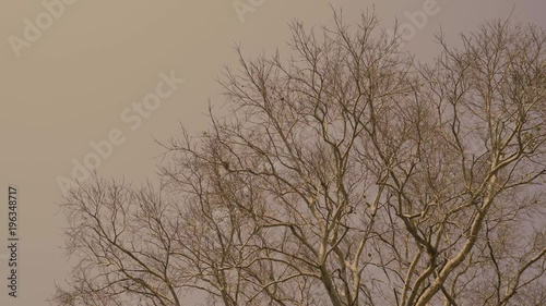 Bodhi tree in fall season, with sepia tone sky and some wind. empty branches, leaves almost gone.