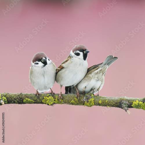 three funny little birds on a tree in the spring garden