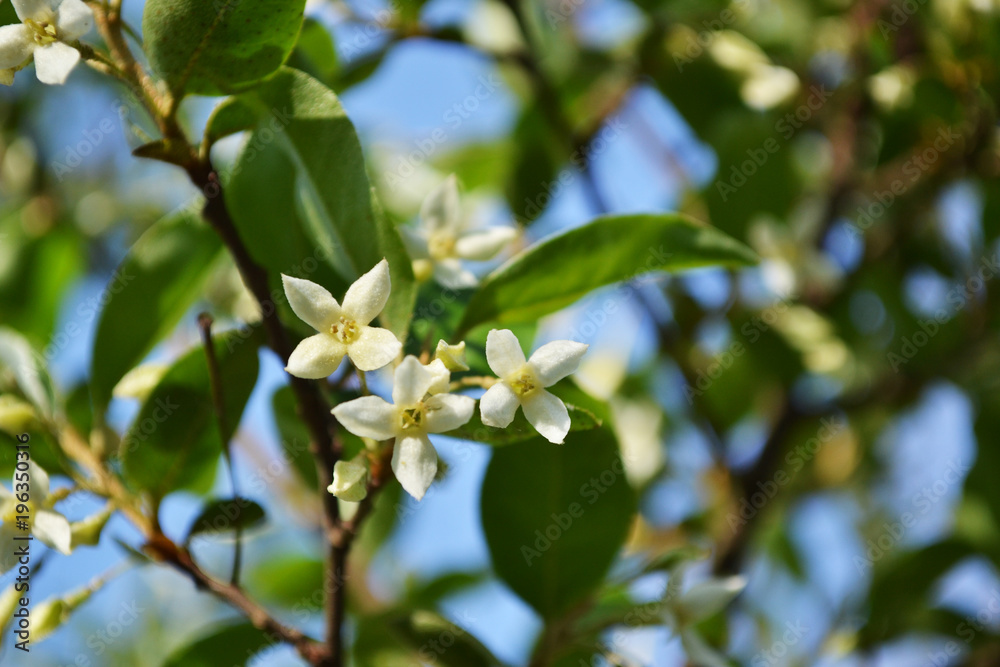Blossoms of Japanese Silverberry (Gumi fruit tree) in spring. Elaeagnus Umbellata. Beautiful white blossom branch against blue sky. Selective focus on flower. Blossoms of Japanese Silverberry (Gumi fruit tree) in spring. Elaeagnus Umbellata. Beautiful white blossom branch against blue sky. Selective focus on flower.