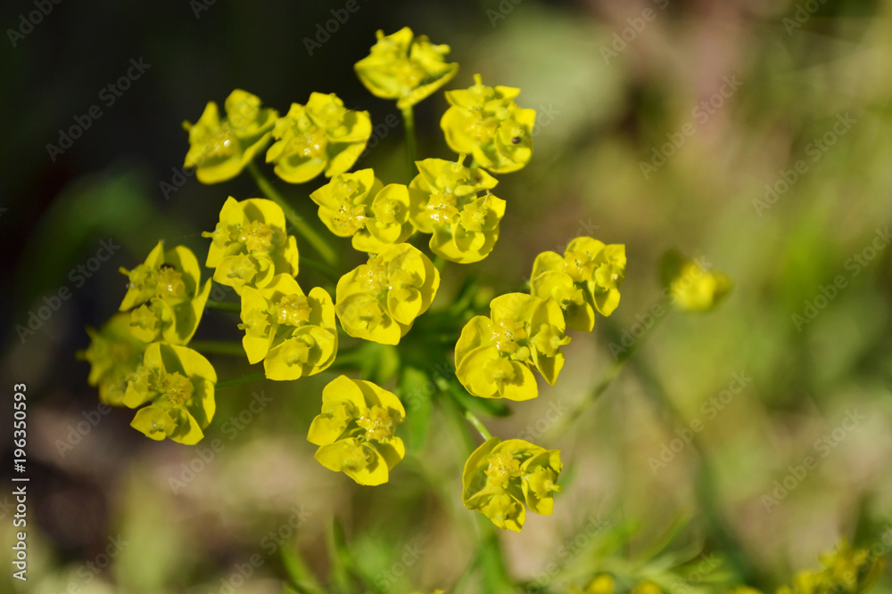 The leafy spurge (Euphorbia esula), also known as wolf’s milk, is a long-lived perennial native to Europe and Asia. The beautiful flowering plant in a spring garden.
