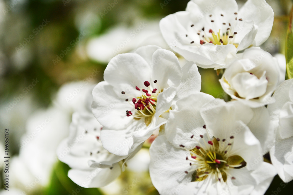 White pear tree blossoms. Closeup of beautiful white flowers with red stamens, petals. Macro. Texture. Detail. White pear tree blossoms. Closeup of beautiful white flowers with red stamens, petals. Macro. Texture. Detail.