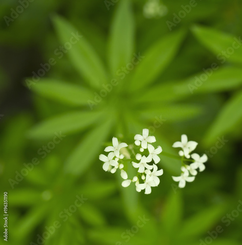 White sweetscented bedstraw photo