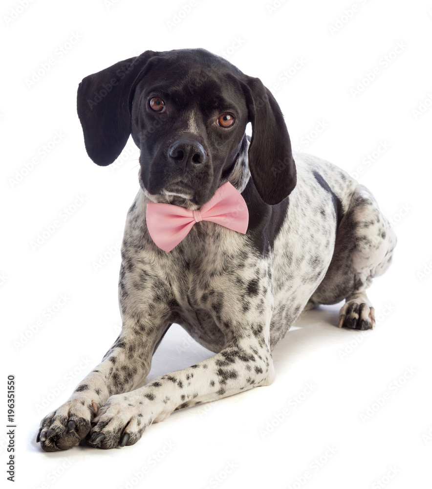 Black and white hunting dog with pink bow tie