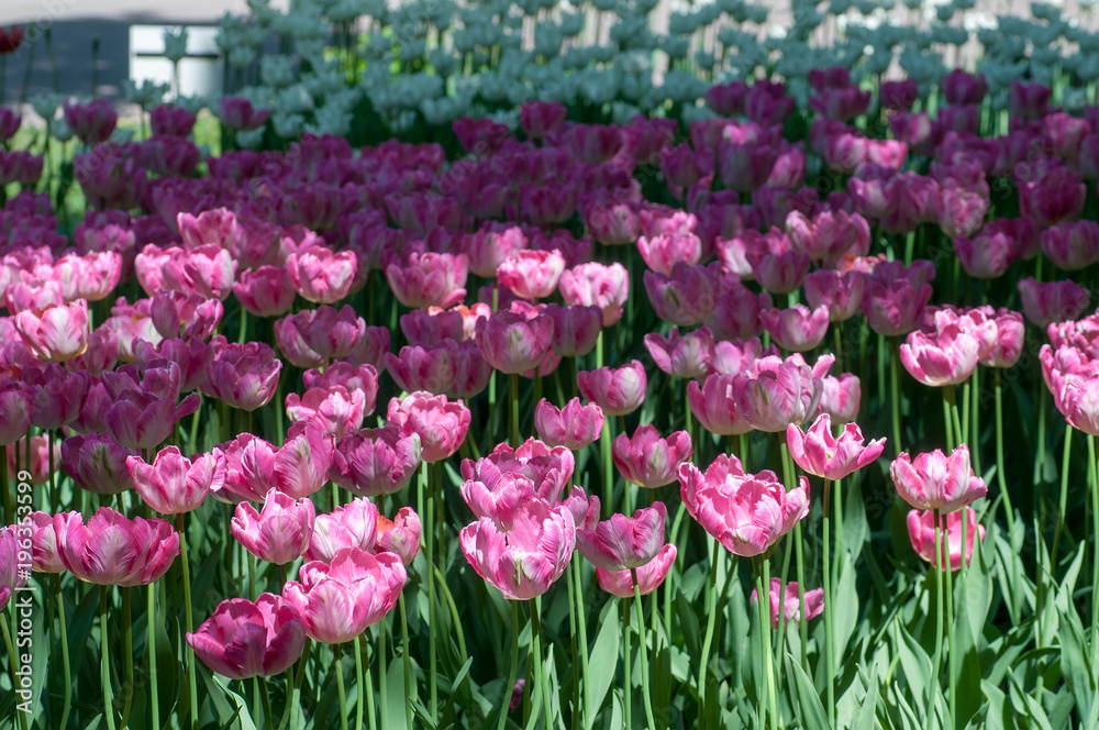 Colorful tulips. Beautiful spring background Colorful tulips. Beautiful spring background