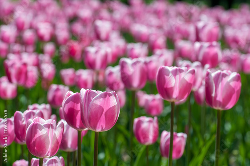 Colorful tulips. Beautiful spring background