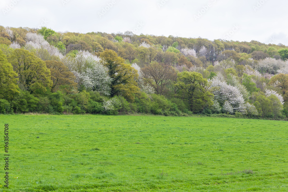 Spring landscape of green grass field on the blossom trees background in the Normandy, France Spring landscape of green grass field on the blossom trees background in the Normandy, France