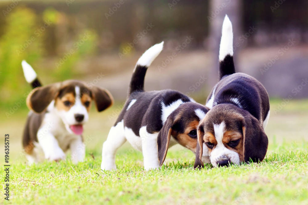 Cute little Beagles in garden