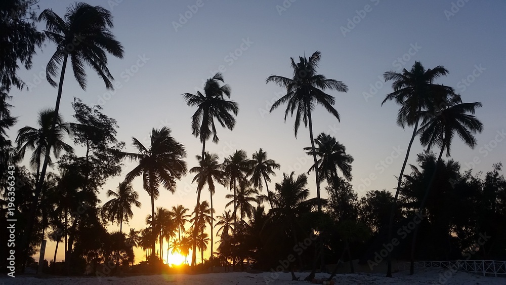Palmiers de Zanzibar