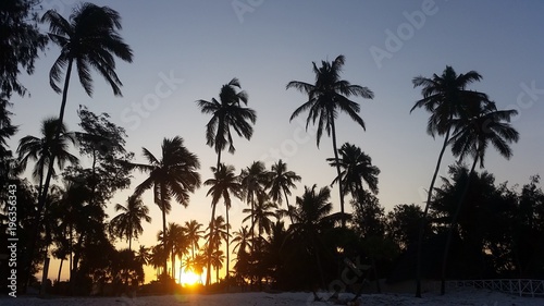 Palmiers de Zanzibar