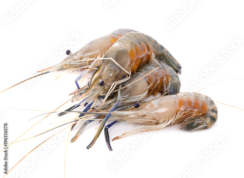 Fresh shrimp isolated on white background. This has clipping path.