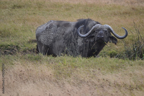 Buffle dans le cratère du Ngorongoro