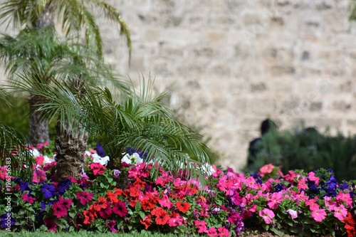 summer flower Cyprus