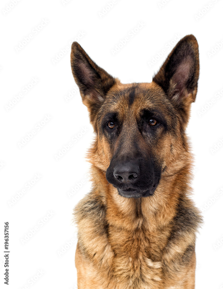 portrait of a German shepherd dog on a white background isolated