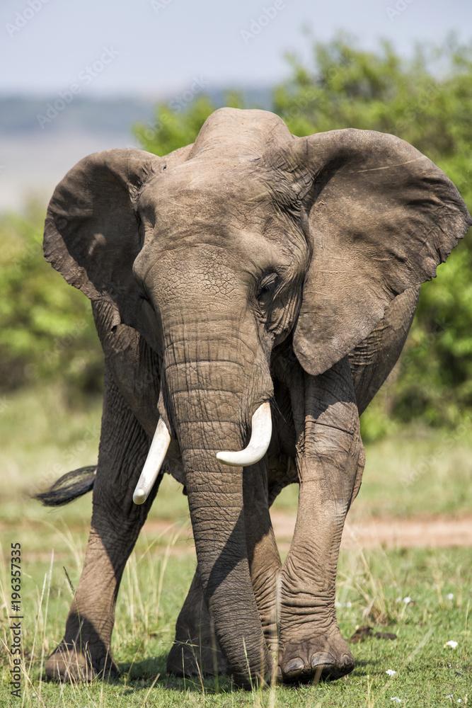 Elephant in the Masai MAra National Park in Kenya