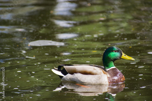 Duck at the park of the city of Olbia - Sardinia