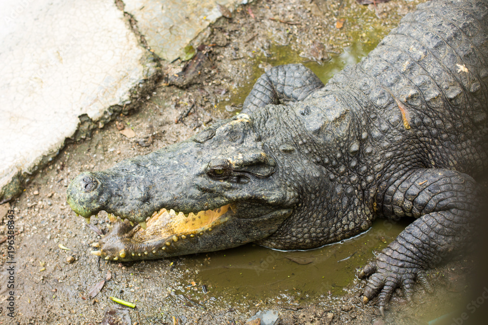 Crocodile