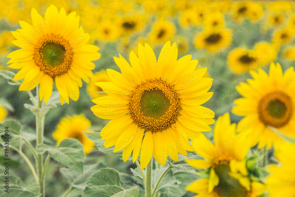 The beautiful sunflower field.