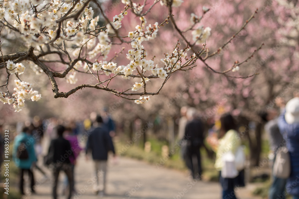 梅園 梅園