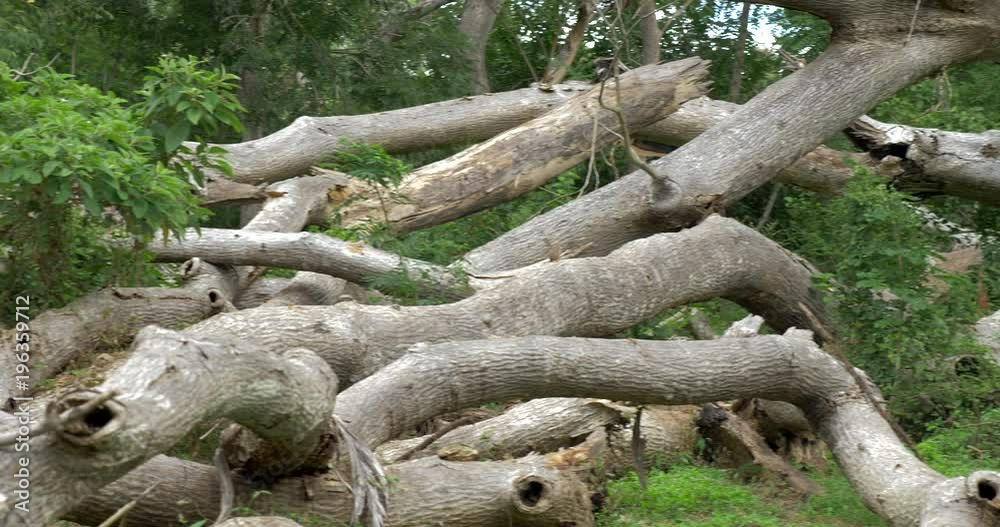 Dead Roots Of Palms And Trees, Costa Rica, Native Version Dead Roots Of Palms And Trees, Costa Rica, Native Version
