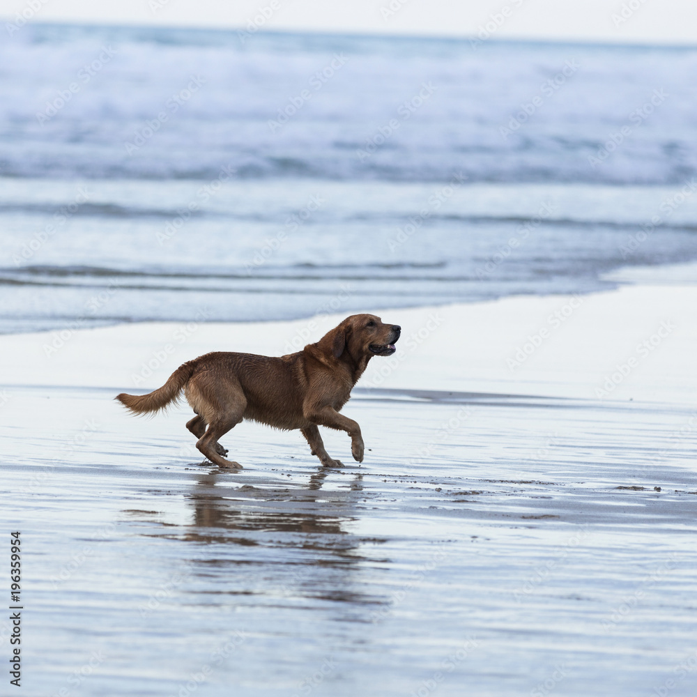 Dog playing fetch on the beach