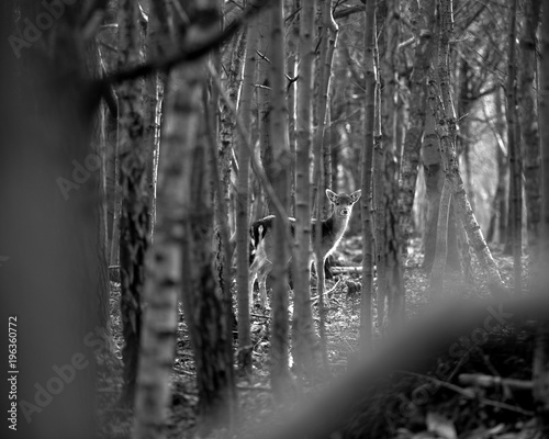 Deer in the woods