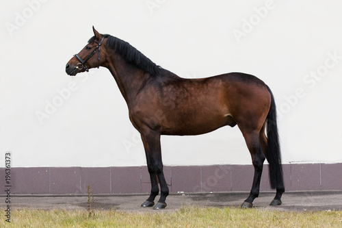 Bay horse on light background isolated, exterior	