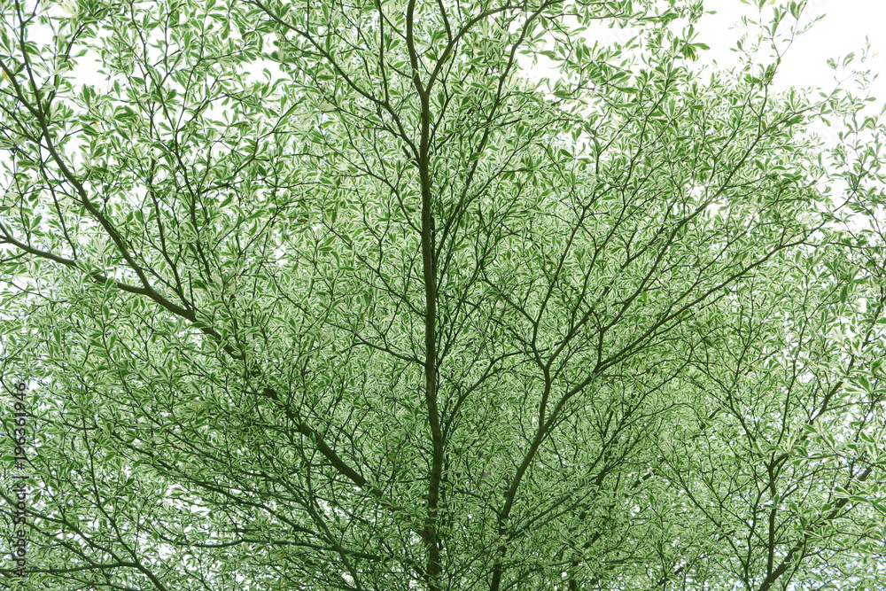 beautiful green leaves and tree with soft light in park, nature background beautiful green leaves and tree with soft light in park, nature background