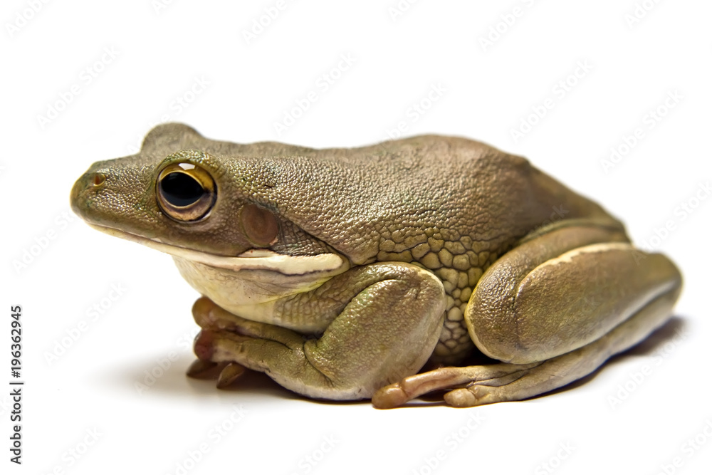 Fototapeta premium frog