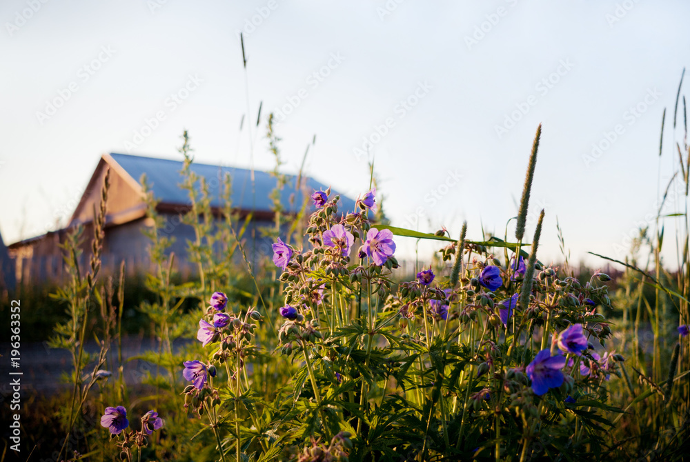 Summer dawn in the village. Lilac meadow geranium flowers and wooden house in the background. Summer dawn in the village. Lilac meadow geranium flowers and wooden house in the background.