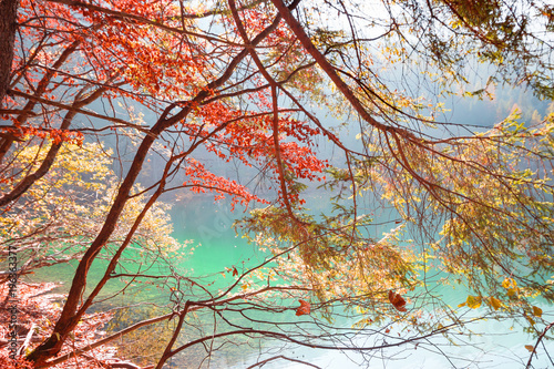 Natural background texture of leaves, autumn leaf with green lake among autumn woods.