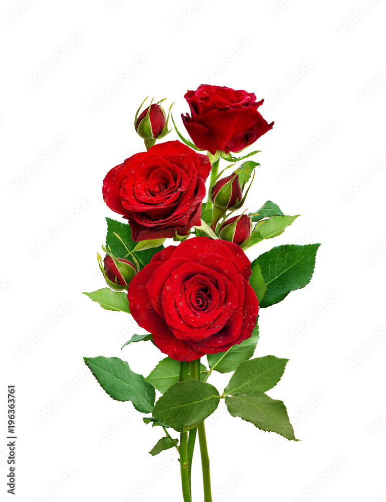 Fototapeta premium Bukiet czerwonych róż