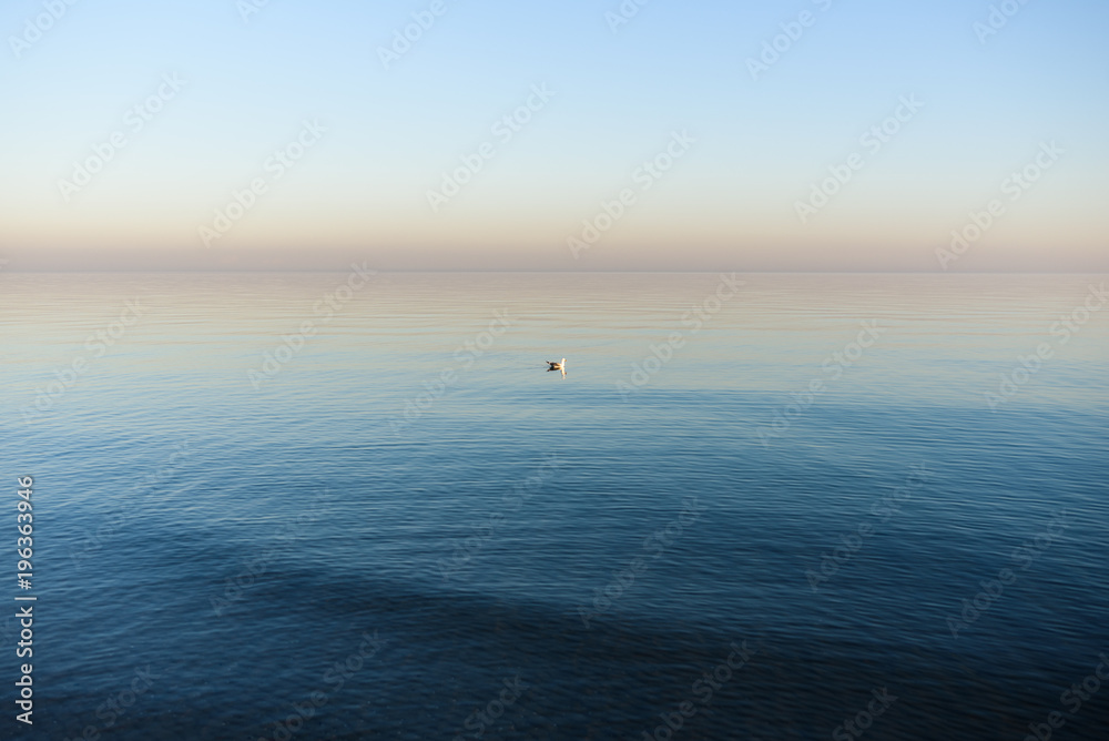 Seagull on the water Seagull on the water