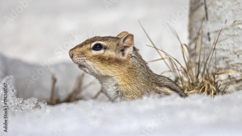 Chipmunk in the snow © Fiona M. Donnelly