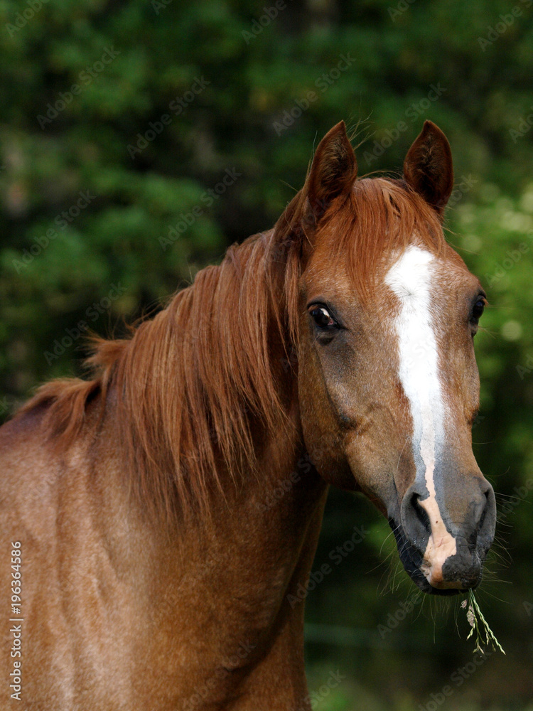 Chestnut Horse Head Shot