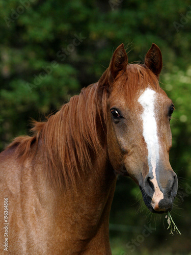 Chestnut Horse Head Shot