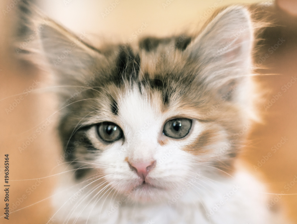 Portrait of small kitten  close-up on blurred background