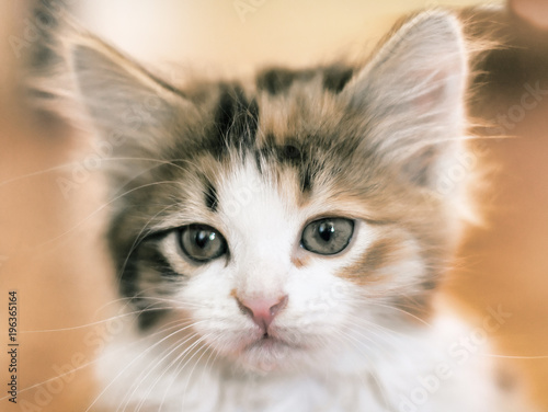 Portrait of small kitten close-up on blurred background