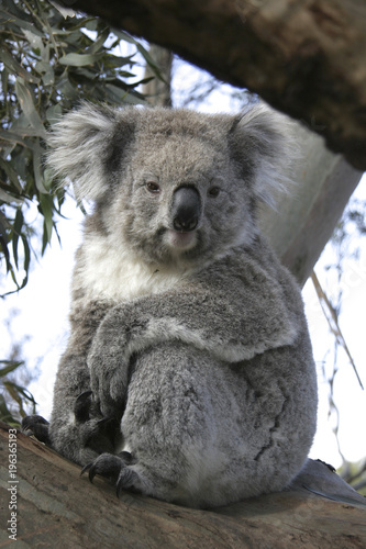 Photography Koala staring down from a tree in Australia